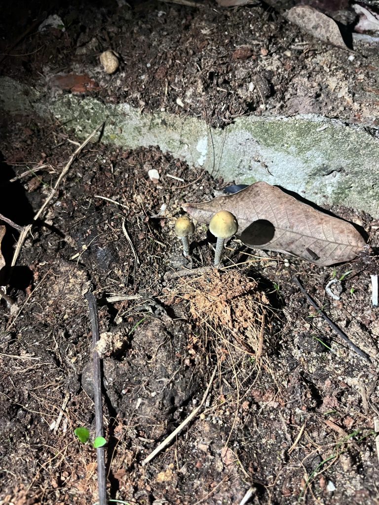 Hình ảnh nấm gia đình cung cấp 