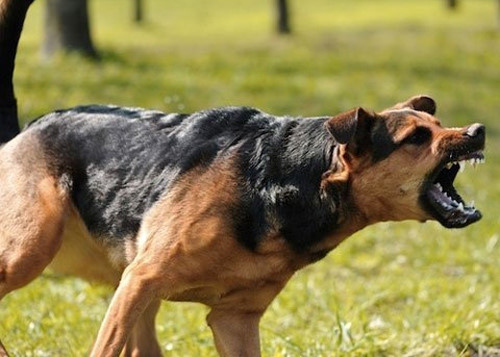 BVXA là cách tốt nhất để phòng ngừa bệnh dại cho thú cưng của bạn. Xem ảnh liên quan để biết thêm thông tin về tác dụng và quá trình tiêm BVXA.